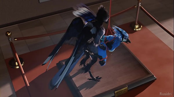 Yiff avian – ruaidri
